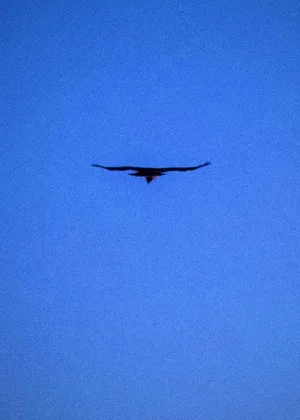 Постер: Sky