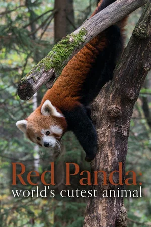 Постер: Red Panda: World's Cutest Animal
