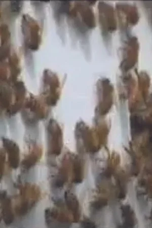 Постер: Every Third Bite