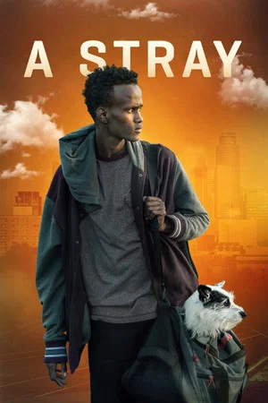Постер: A Stray