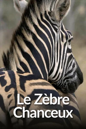 Постер: Le Zèbre chanceux