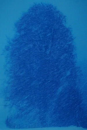Постер: Beech Tree-Appearance
