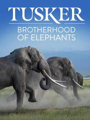 Постер: Tusker: Brotherhood of Elephants