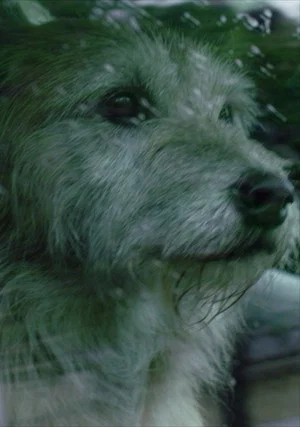 Постер: Doggone