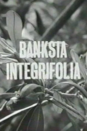 Постер: Banksia Integrifolia