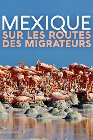 Постер: Mexique, sur les routes des migrateurs