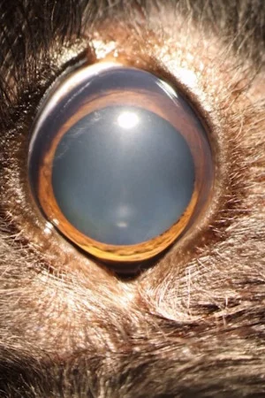 Постер: Ellie's Eye