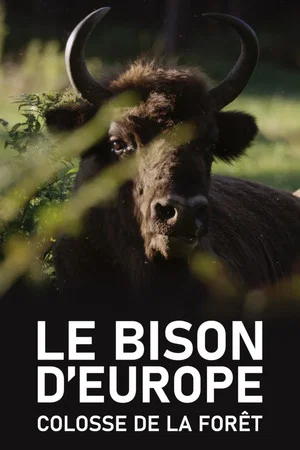 Постер: Le Bison d'Europe, colosse de la forêt