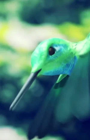 Постер: Humming Bird Minute
