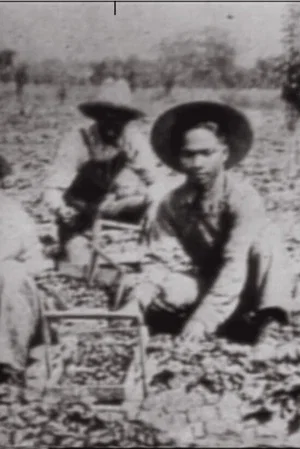 Постер: In No One's Shadow: Filipinos in America