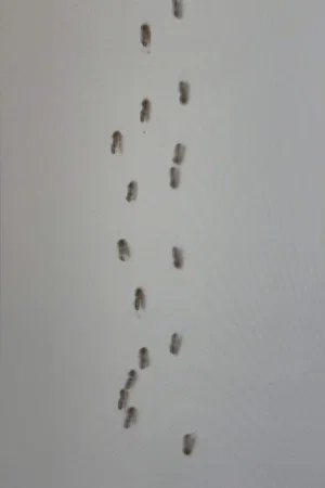 Постер: Point of Order