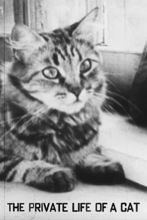 Постер: The Private Life of a Cat