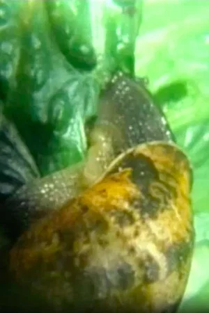 Постер: Snail