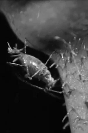 Постер: The Aphis