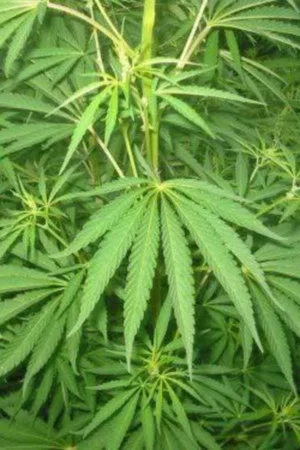 Постер: Le cannabis - Une plante entre le bien et le mal