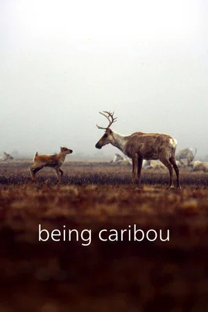 Постер: Being Caribou