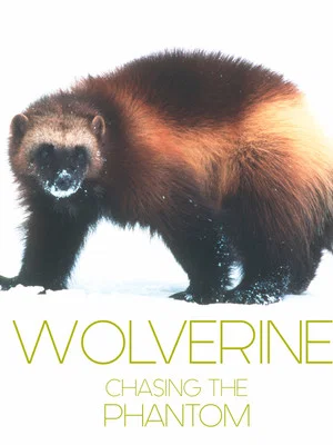 Постер: Wolverine - Chasing the Phantom