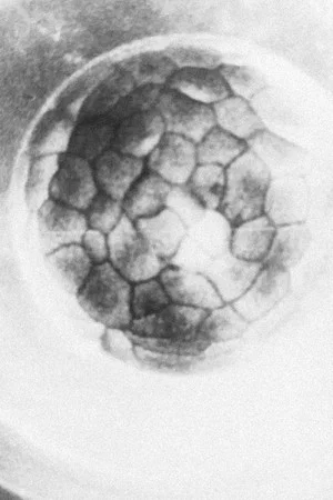 Постер: Gestation of the Ovum