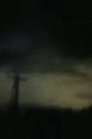 Постер: Bird