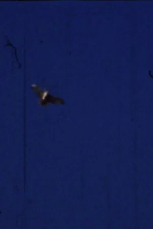 Постер: Flying Fish