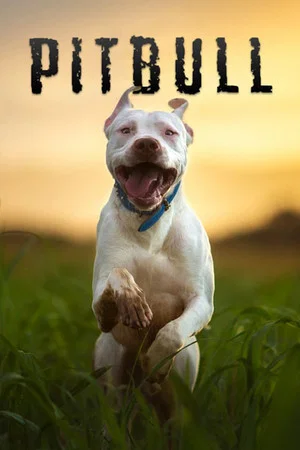 Постер: Pitbull