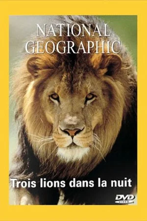 Постер: National Geographic : Trois lions dans la nuit