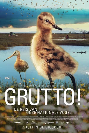 Постер: Grutto! De reis van onze nationale vogel