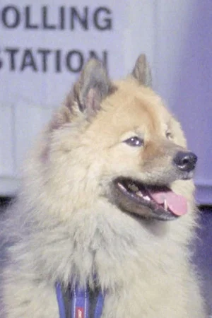 Постер: Dogs at Polling Stations