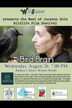 Постер: Bird Brain