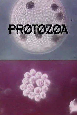 Постер: Protozoa
