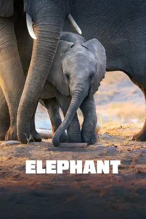 Постер: Elephant