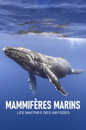 Постер: Mammifères marins, les maîtres des abysses