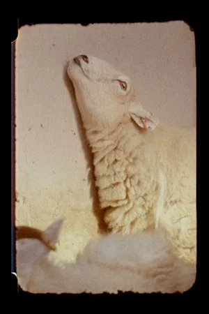 Постер: Lamb