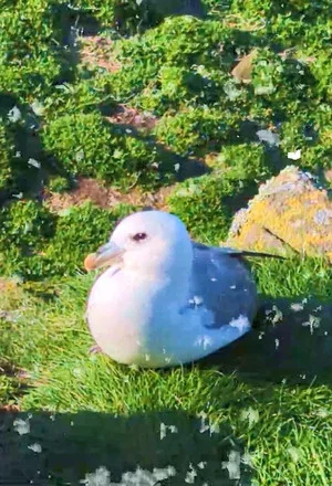 Постер: Fulmar