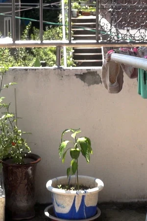 Постер: Who Does the Chores?​