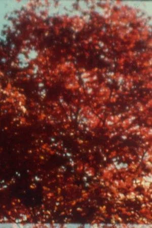 Постер: Burning