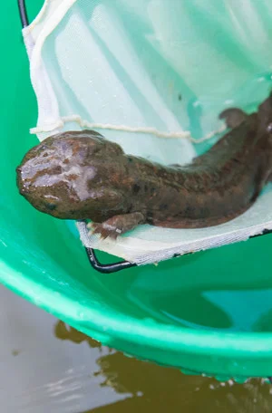Постер: Hellbender in the Blue