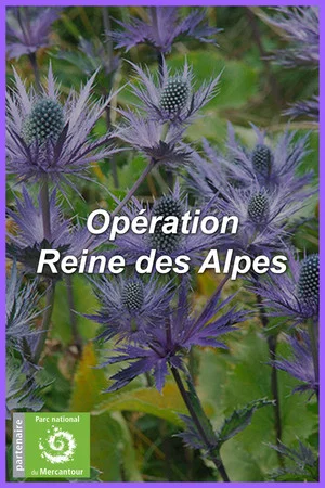 Постер: Opération Reine des Alpes