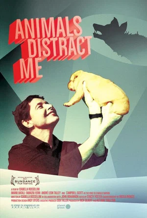 Постер: Animals Distract Me
