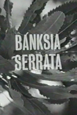 Постер: Banksia Serrata