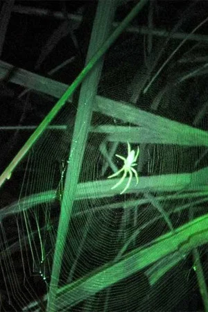 Постер: Fire Flies