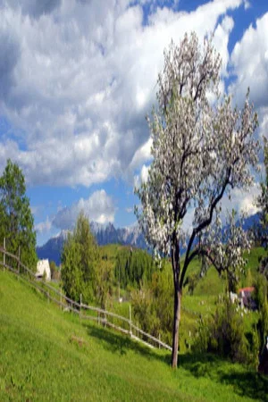 Постер: Ordinary Spring