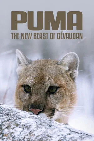 Постер: Cougar: On the Trail of the Ghost Cat