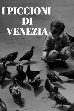 Постер: I piccioni di Venezia