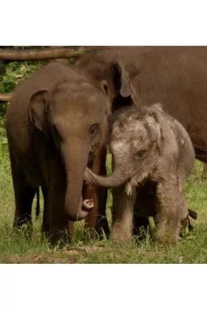 Постер: Sri Lanka: Elephant Island