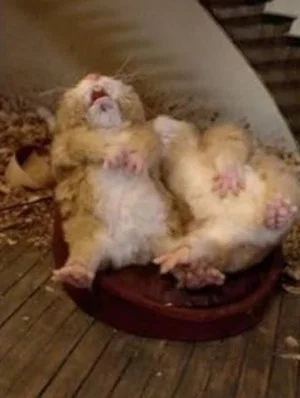 Постер: Fat Hamster