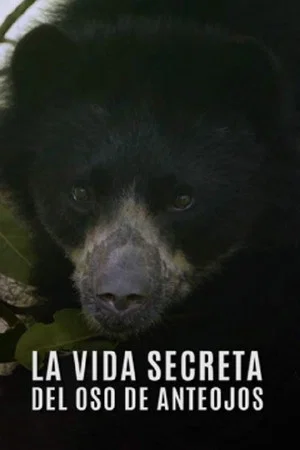 Постер: La Vida Secreta del Oso de Anteojos