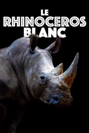 Постер: Le rhinocéros blanc
