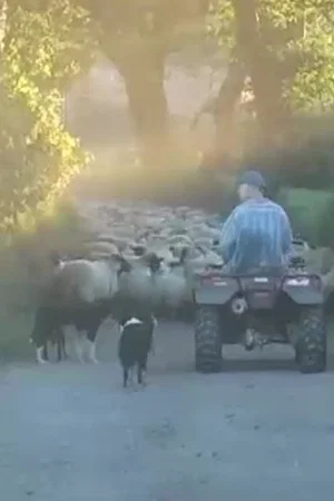 Постер: Farm Film