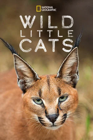 Постер: Wild Little Cats
